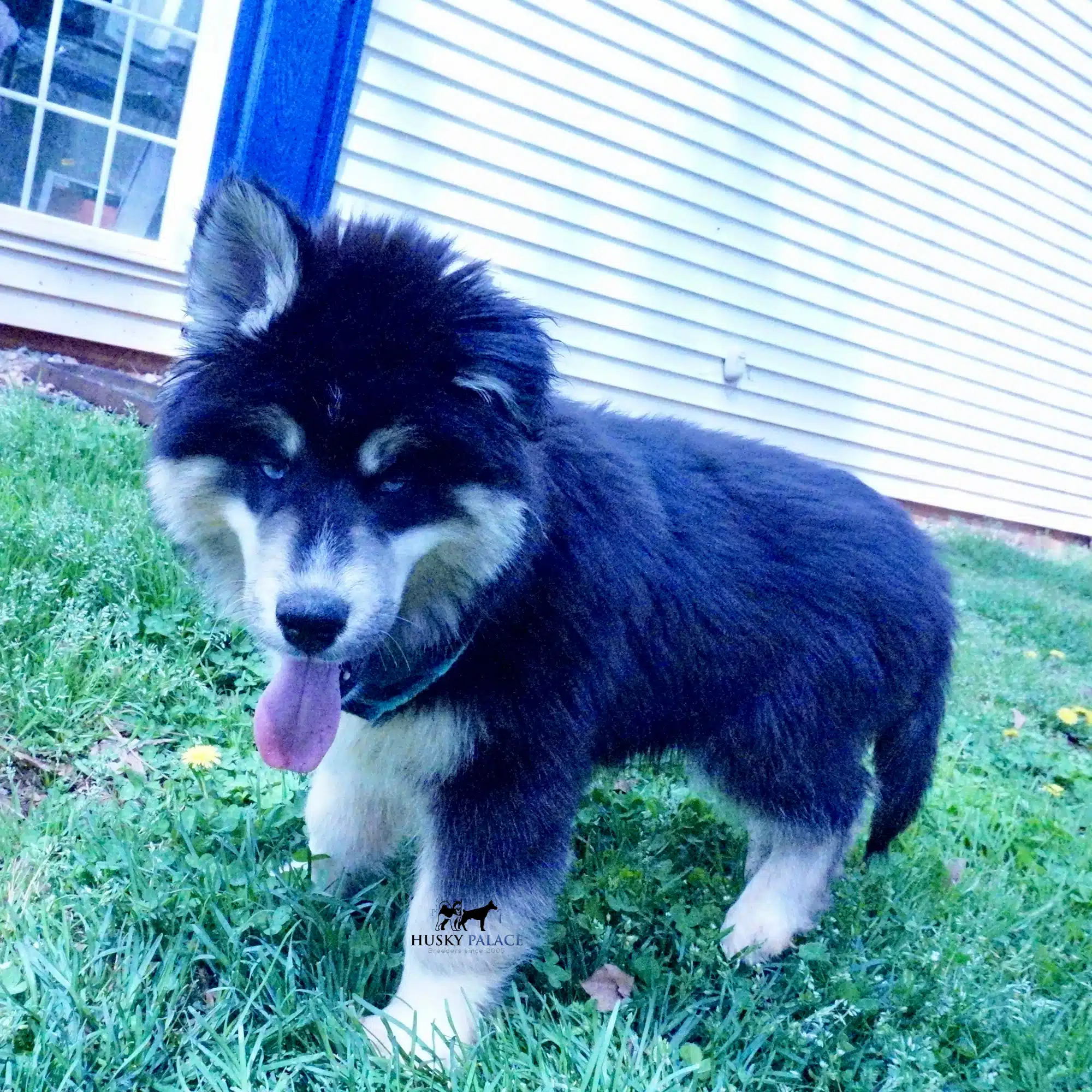 Black:white Huskies