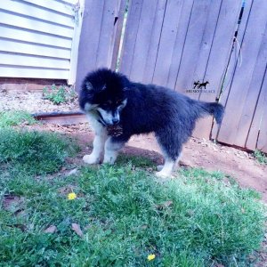 Black:white Huskies