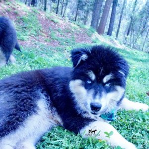 Black:white Huskies