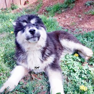 Black:white Huskies