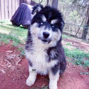 Black:white Huskies