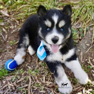 Black/white Husky Puppy
