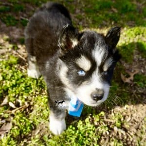 Black/white Husky Puppy
