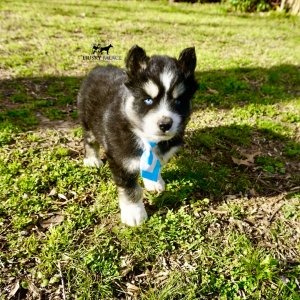 Black/white Husky Puppy