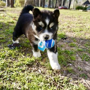 Black/white Husky Puppy