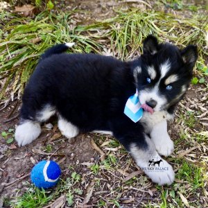Black/white Husky Puppy