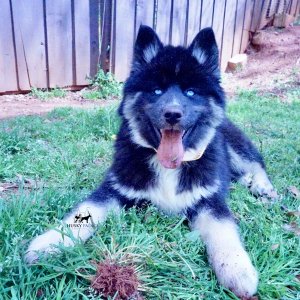 Black:white Husky