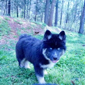 Black:white Husky