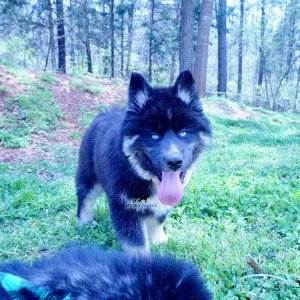 Black:white Husky