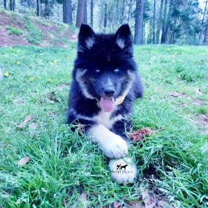 Black:white Husky