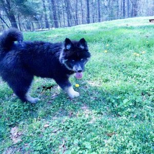 Black:white Husky