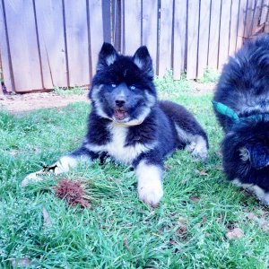 Black:white Husky