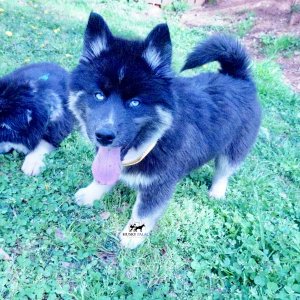 Black:white Husky