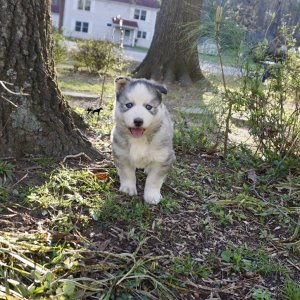 AKC Black/white banded