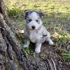 AKC Black/white banded