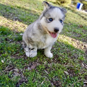 AKC Black/white banded