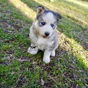 AKC Black/white banded