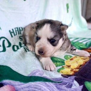 Black:white Siberian Husky