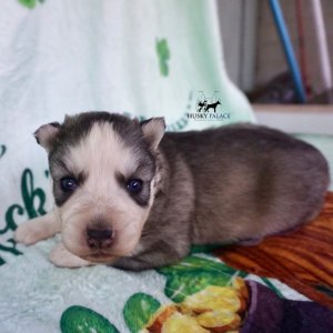 Black:white Siberian Husky