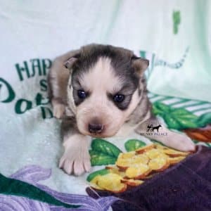 Black:white Siberian Husky