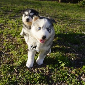 AKC Black/white banded