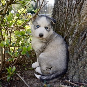 AKC Black/white banded