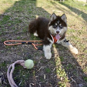 Blue Eyed Husky