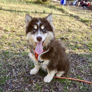 Blue Eyed Husky