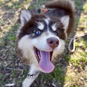 Blue Eyed Husky