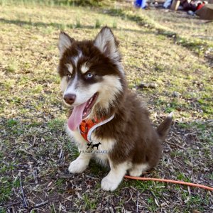 Blue Eyed Husky