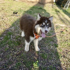 Blue Eyed Husky