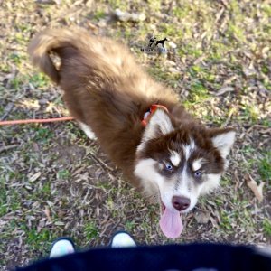 Blue Eyed Husky