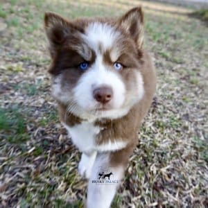 Blue Eyes Huskies