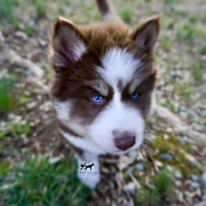 Blue Eyes Huskies