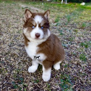 Blue Eyes Huskies