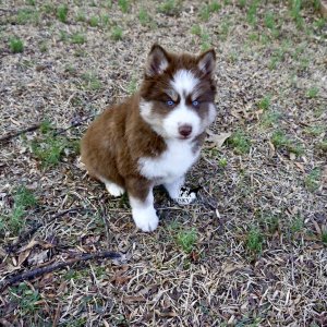 Blue Eyes Huskies