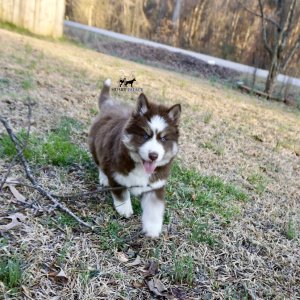 Blue Eyes Huskies