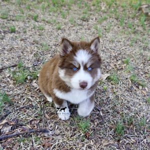 Blue Eyes Huskies