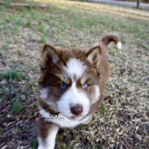 Blue Eyes Huskies