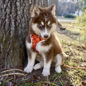 Copper Husky Puppy