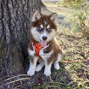 Copper Husky Puppy