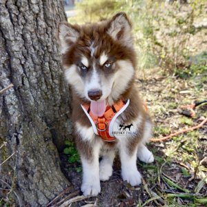 Copper Husky Puppy