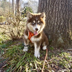 Copper Husky Puppy