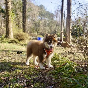 Copper Husky Puppy