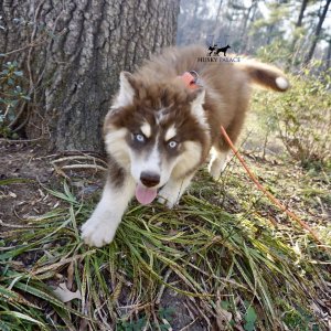 Copper Husky Puppy