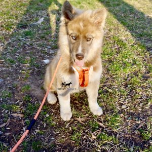Copper Husky