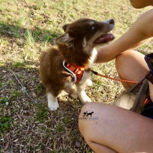 Copper Husky