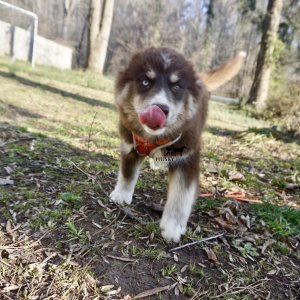 Copper Husky