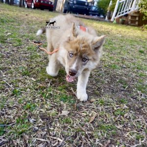 Copper Husky