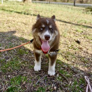 Copper Husky